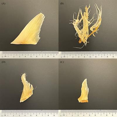 Blood in the water: DNA barcoding of traded shark fins in Singapore